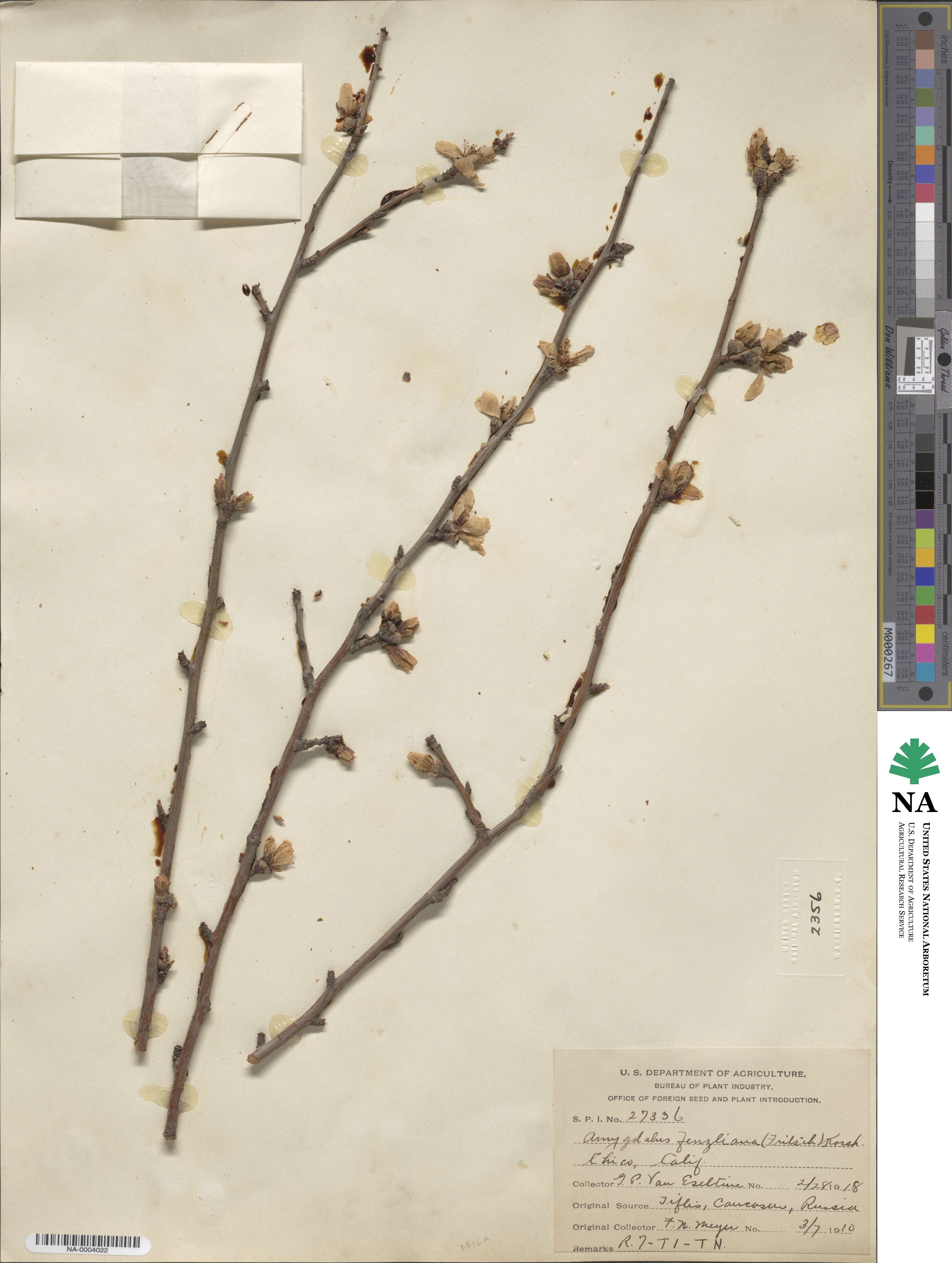 Prunus fenzliana image