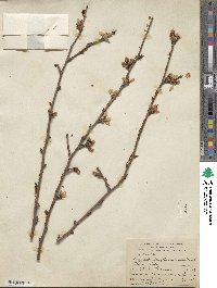 Prunus fenzliana image