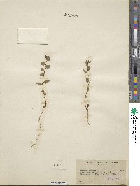 Prunus fremontii image