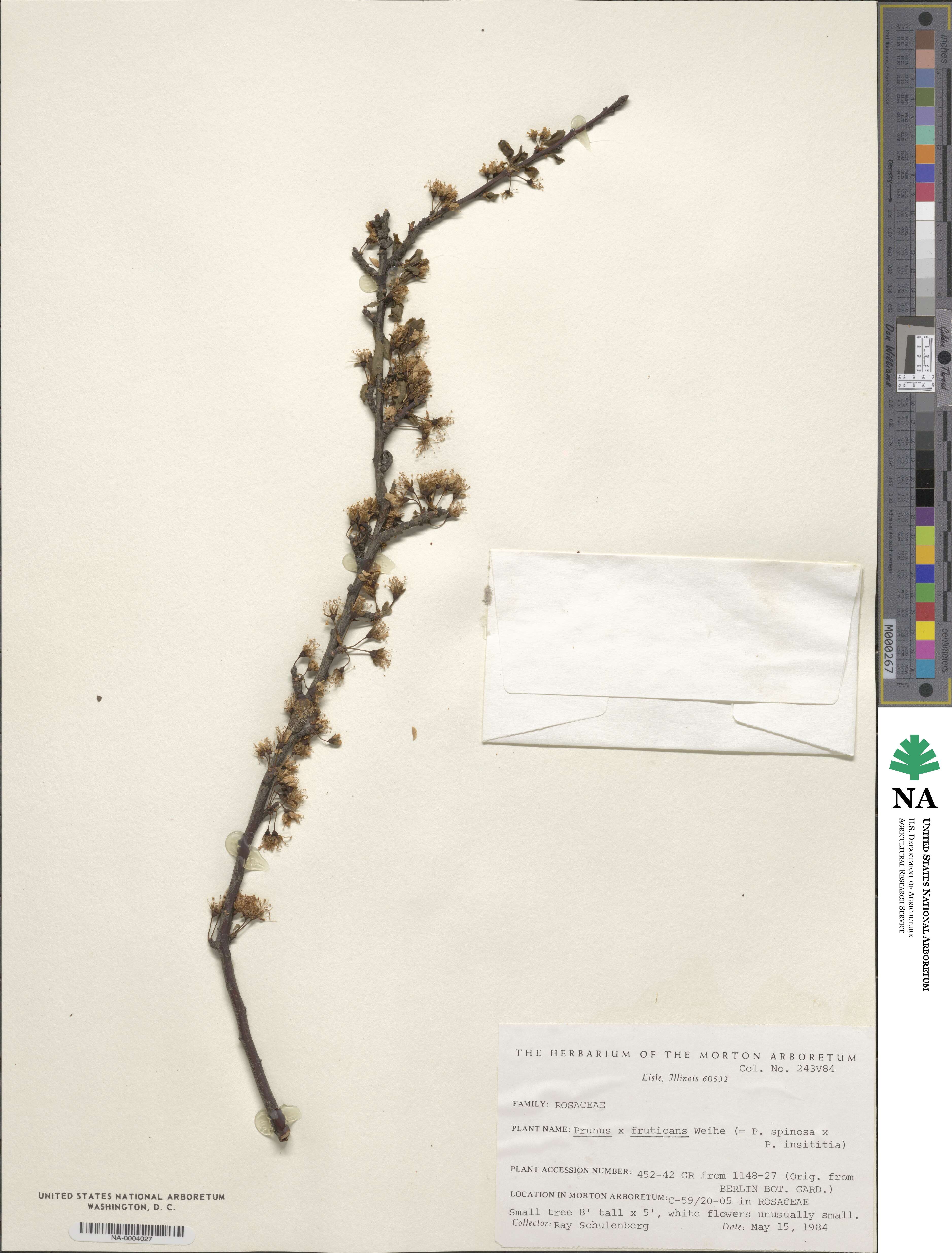 Prunus fruticans image