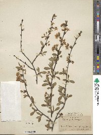 Prunus fruticosa image