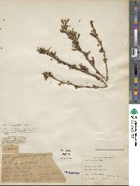 Prunus tenella image