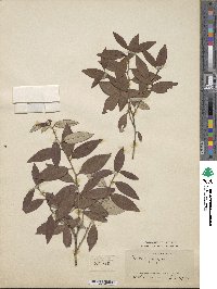 Prunus tenella image