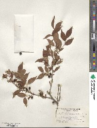 Prunus glandulosa image