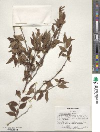 Prunus glandulosa image