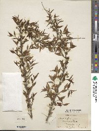 Prunus glandulosa image