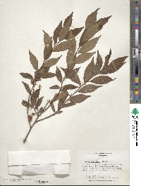 Prunus glandulosa image