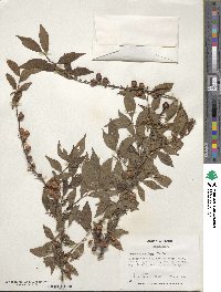 Prunus glandulosa image