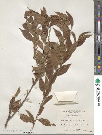 Prunus glandulosa image