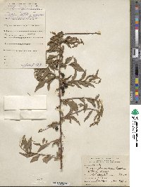 Prunus glandulosa image