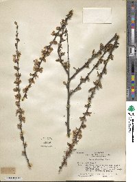 Prunus glandulosa image