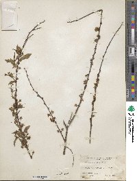 Prunus glandulosa image