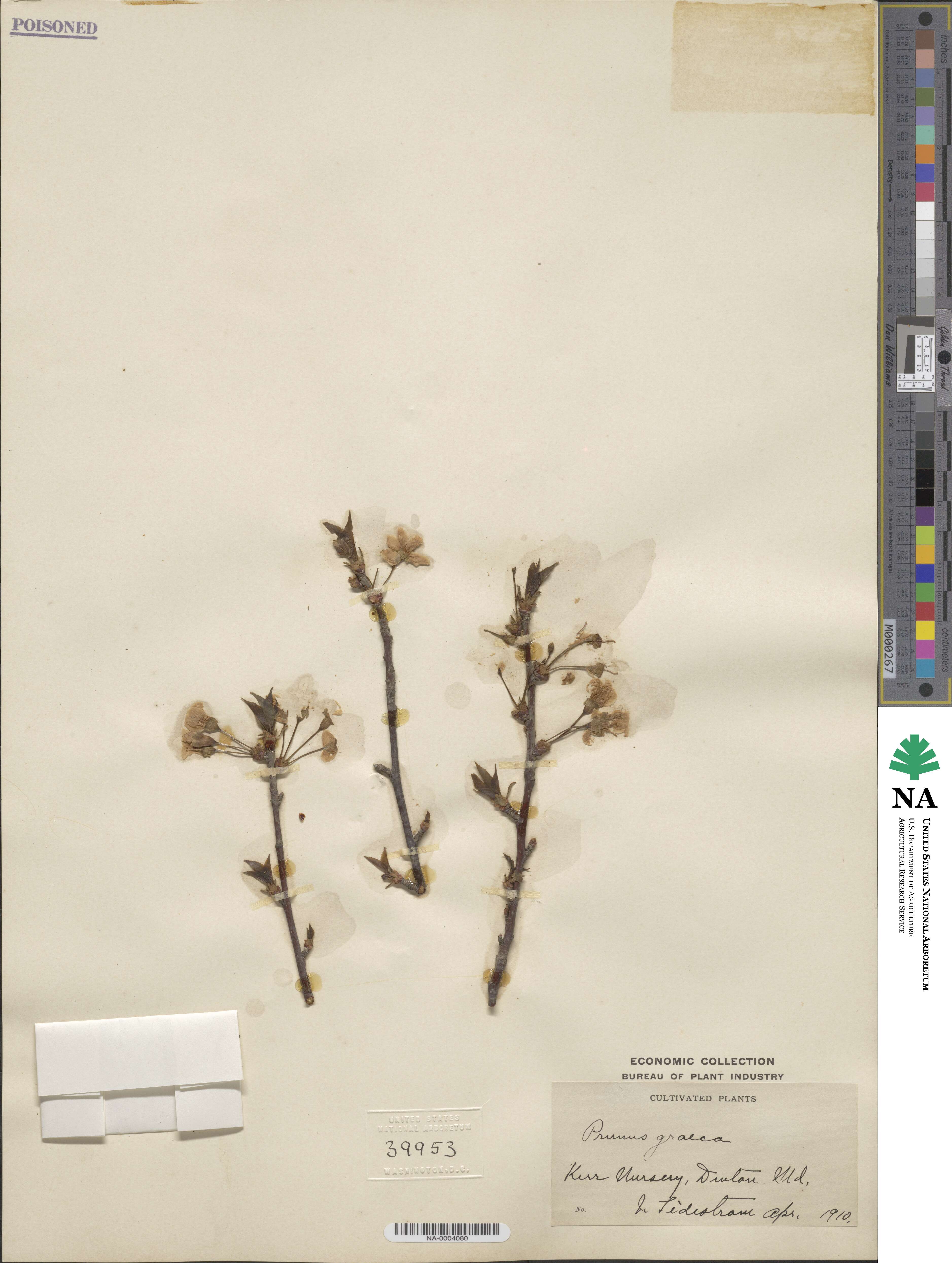 Prunus lindleyi image