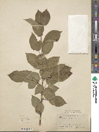 Prunus lindleyi image