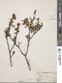 Prunus maritima image