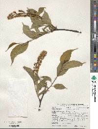 Prunus grayana image