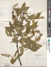 Prunus grayana image