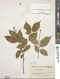 Prunus grayana image