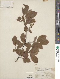 Prunus grayana image