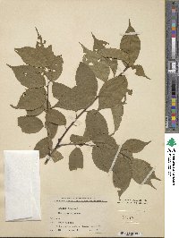 Prunus grayana image