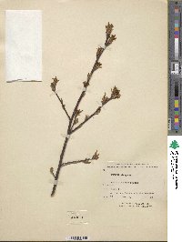 Prunus grayana image