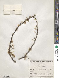 Prunus hortulana image