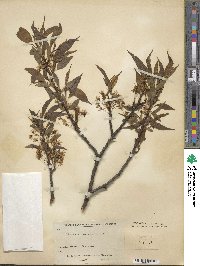 Prunus hortulana image