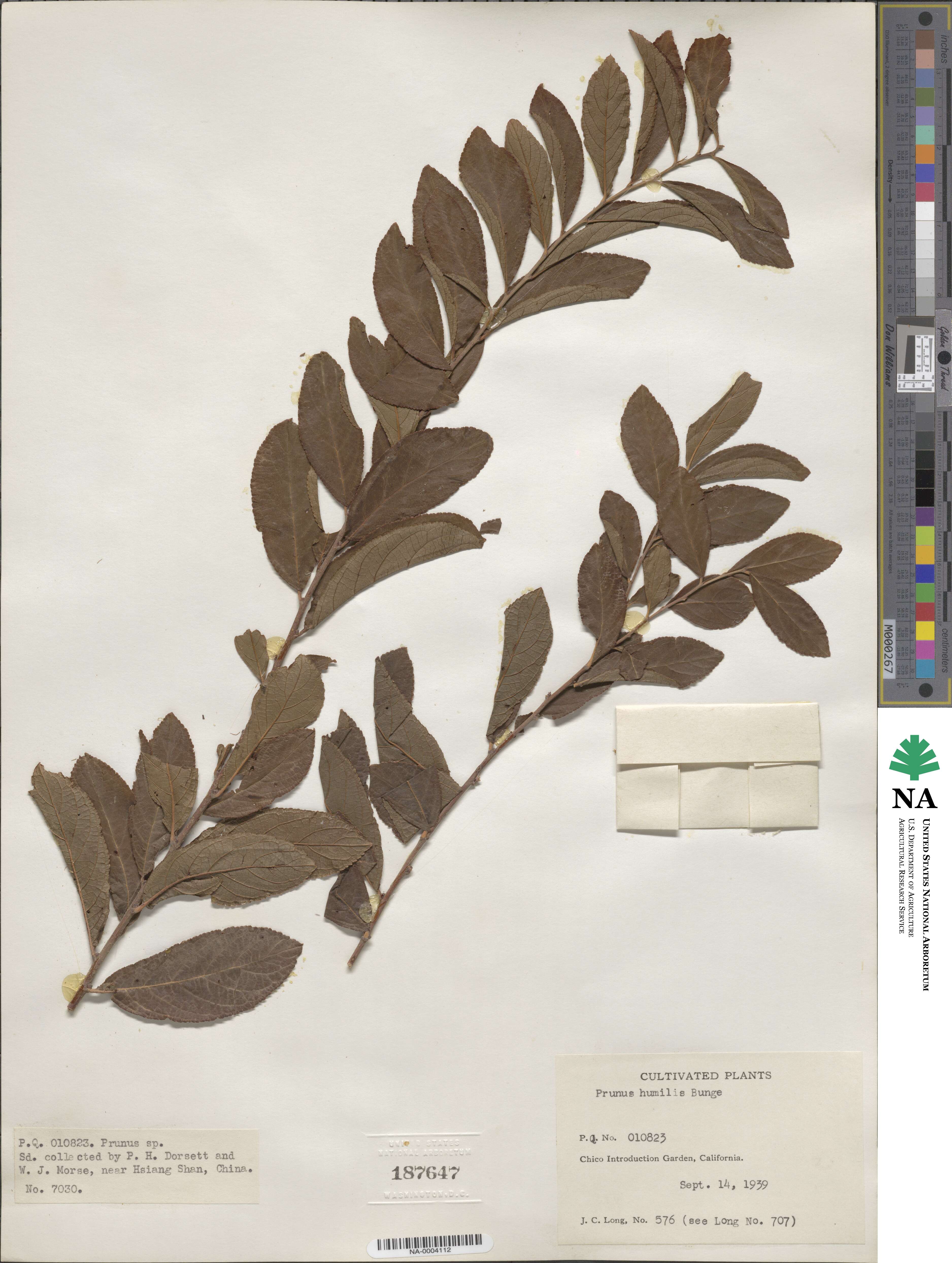 Prunus humilis image