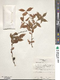 Prunus humilis image