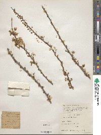 Prunus humilis image