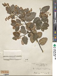 Prunus ilicifolia image