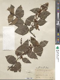 Prunus ilicifolia image