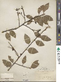 Prunus ilicifolia image