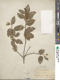 Prunus ilicifolia image