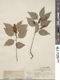 Prunus ilicifolia image