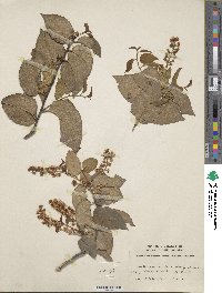 Prunus ilicifolia subsp. occidentalis image