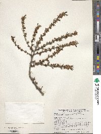 Prunus incana image