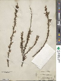 Prunus incana image