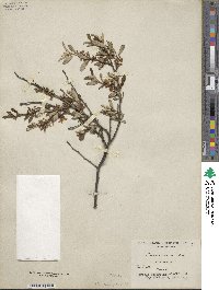 Prunus incana image