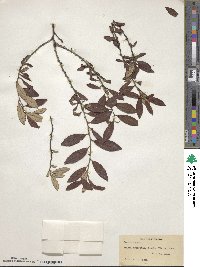 Prunus incana image