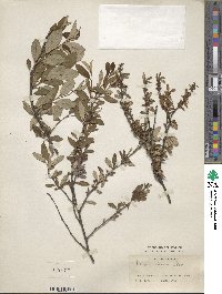 Prunus incana image