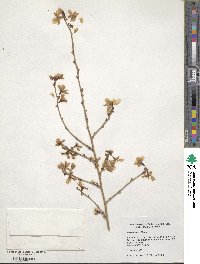 Prunus incisa image