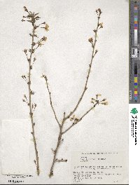 Prunus incisa image