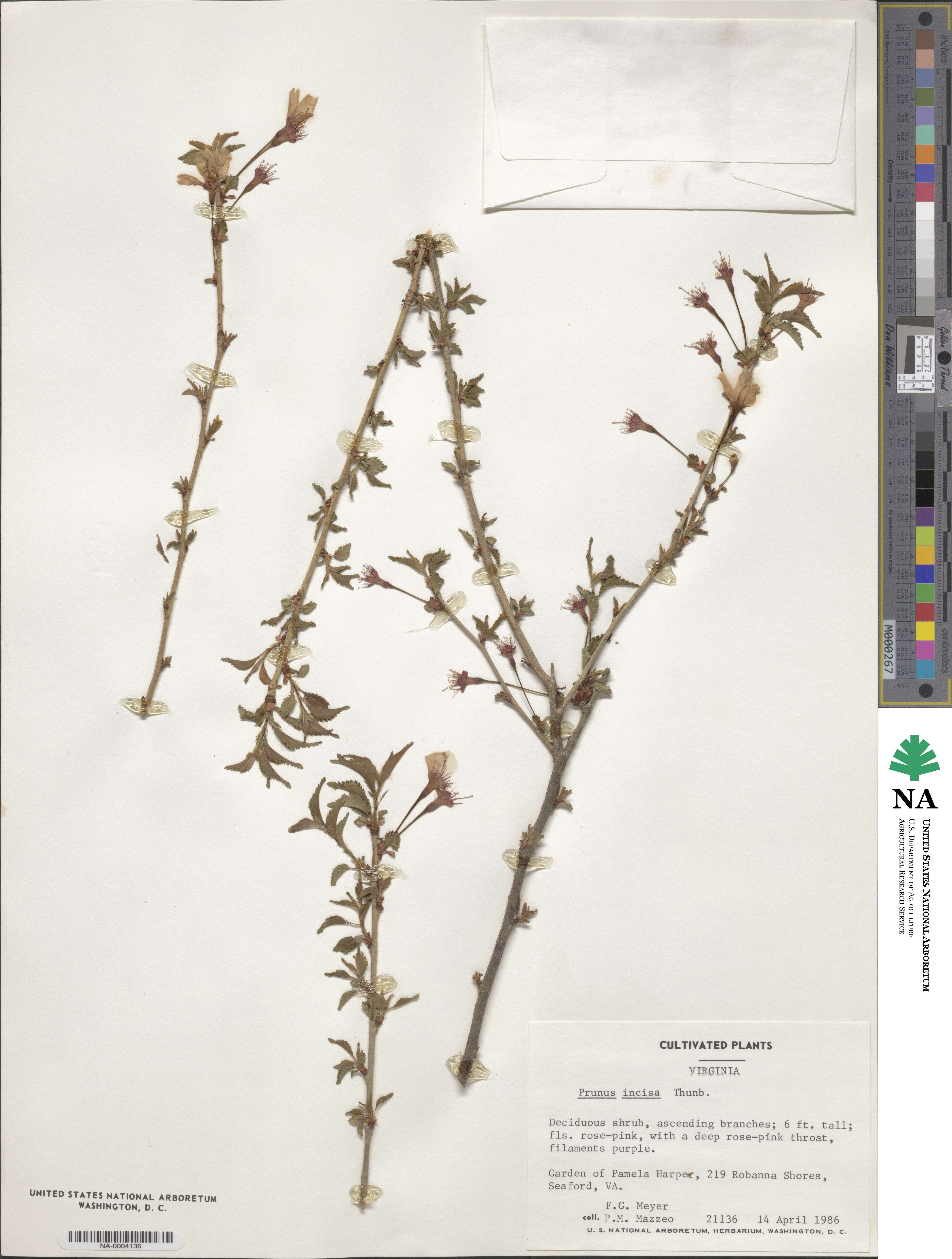 Prunus incisa image