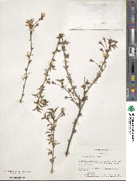 Prunus incisa image