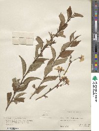 Prunus incisa image