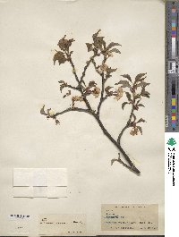 Prunus incisa image