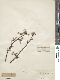 Prunus incisa image