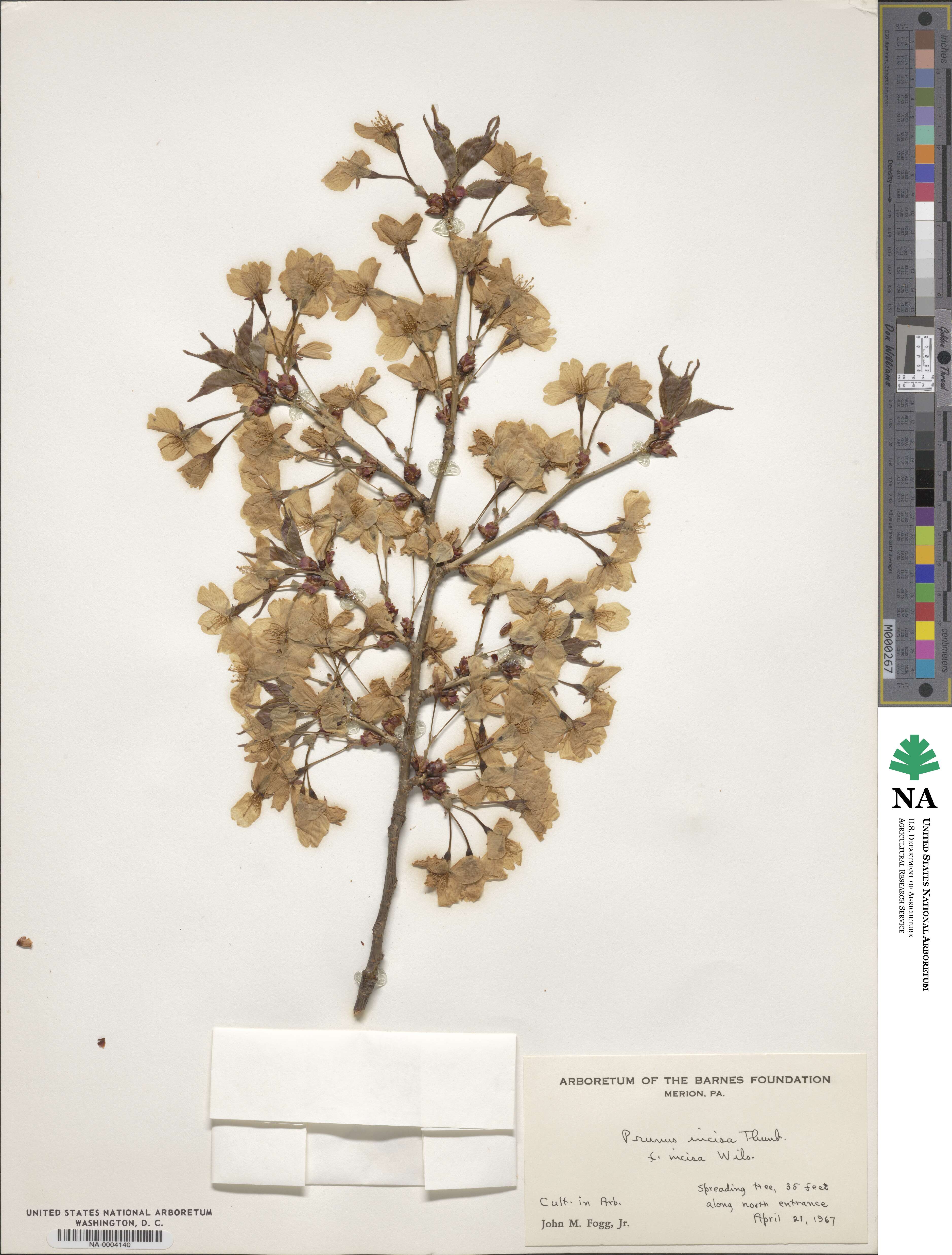 Prunus incisa image