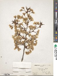 Prunus incisa image